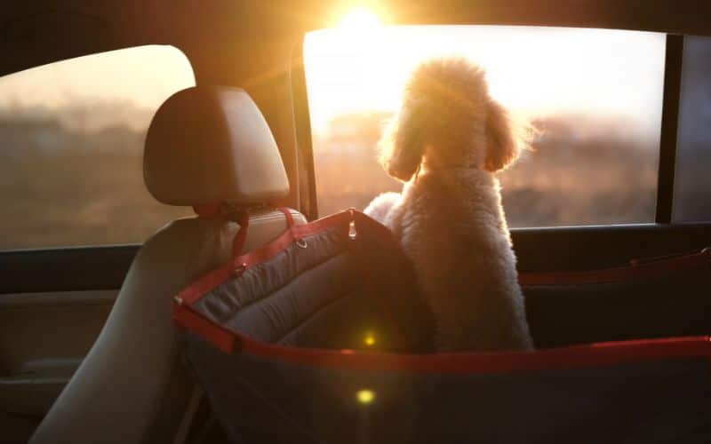 Chien style caniche, dans une caisse de transport pour chien à l'arrière de la voiture. Il regarde par la fenêtre un coucher de soleil.